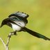 Get to Know the Super Smart Corvid Bird Family