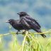 Baby Crows Are Much Cuter Than You Think