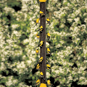 tube bird feeder finches