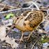 Swamp Birds: American Woodcock and Wilson's Snipe