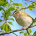 How to Identify a Red-Eyed Vireo