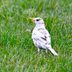 Are Albino and Leucistic Robins Rare?