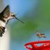 Keep Your Yard Safe From Hummingbird Predators