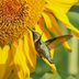 Do Hummingbirds Like Sunflowers?