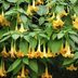 Are Brugmansia Flowers Right for Your Yard?