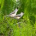 Meet the Adorable Titmouse Bird Tribe