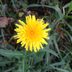 How to Get Rid of Dandelions in Your Yard