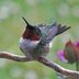 10 Super Cute Hummingbird Moments and Stories