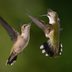 Can Hummingbirds Even Fly Backwards?