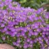 Top 10 Purple Plants to Grow in Your Flower Garden