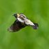 Music in Motion: Birds That Sing While Flying