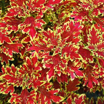 Coleus Wildfire Blaze 1