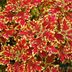 Top 15 Colorful Coleus Varieties to Grow