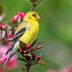 The Most Common (and Colorful) Finch Birds You Might See