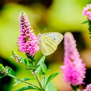 pollinator plants Cabbage White Butterfly, Pierus Brassicae, Feeding On Agastache Hyssop Flowers. Oklahoma, Usa.