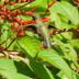 Plant Native Firebush to Attract Hummingbirds