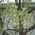 Don't Grow an Invasive Russian Olive Tree in Your Yard