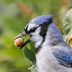 How to Get Rid of Blue Jays at Bird Feeders