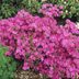 Top 10 Colorful Year-Round Shrubs and Bushes