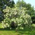 Is a Black Locust Tree Invasive?