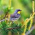 8 Rare Birds With Limited Ranges in the United States