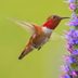 Hummingbird Anatomy: Why These Tiny Fliers Are Amazing