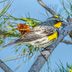 Identify and Attract a Yellow-Rumped Warbler