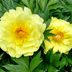 Choose the Best Types of Peonies for Your Garden