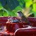 How You Can Help Hummingbirds in Extremely Hot Weather