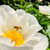 The Ultimate Guide to Peony Flower Care