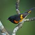 How to Identify an American Redstart