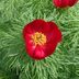 Grow a Fernleaf Peony for Fancy Flowers and Foliage