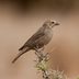 Female Cowbird: Notorious Nest Invaders