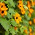 Black-Eyed Susan Vine Adds Vertical Garden Interest