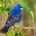 Blue Grosbeak vs Indigo Bunting: How to Tell Them Apart