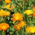 Calendula vs Marigold: What's the Difference?