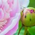 Do Peonies Need Ants to Bloom?