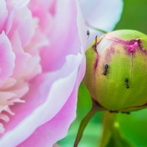 Ants crawling on Peony bud