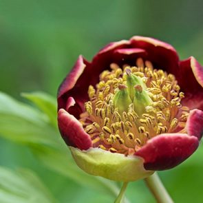 Wild Peony plant