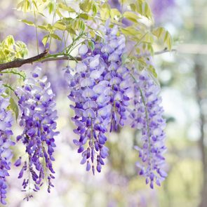 Wisteria in bloom fast growing vines climbing flowers