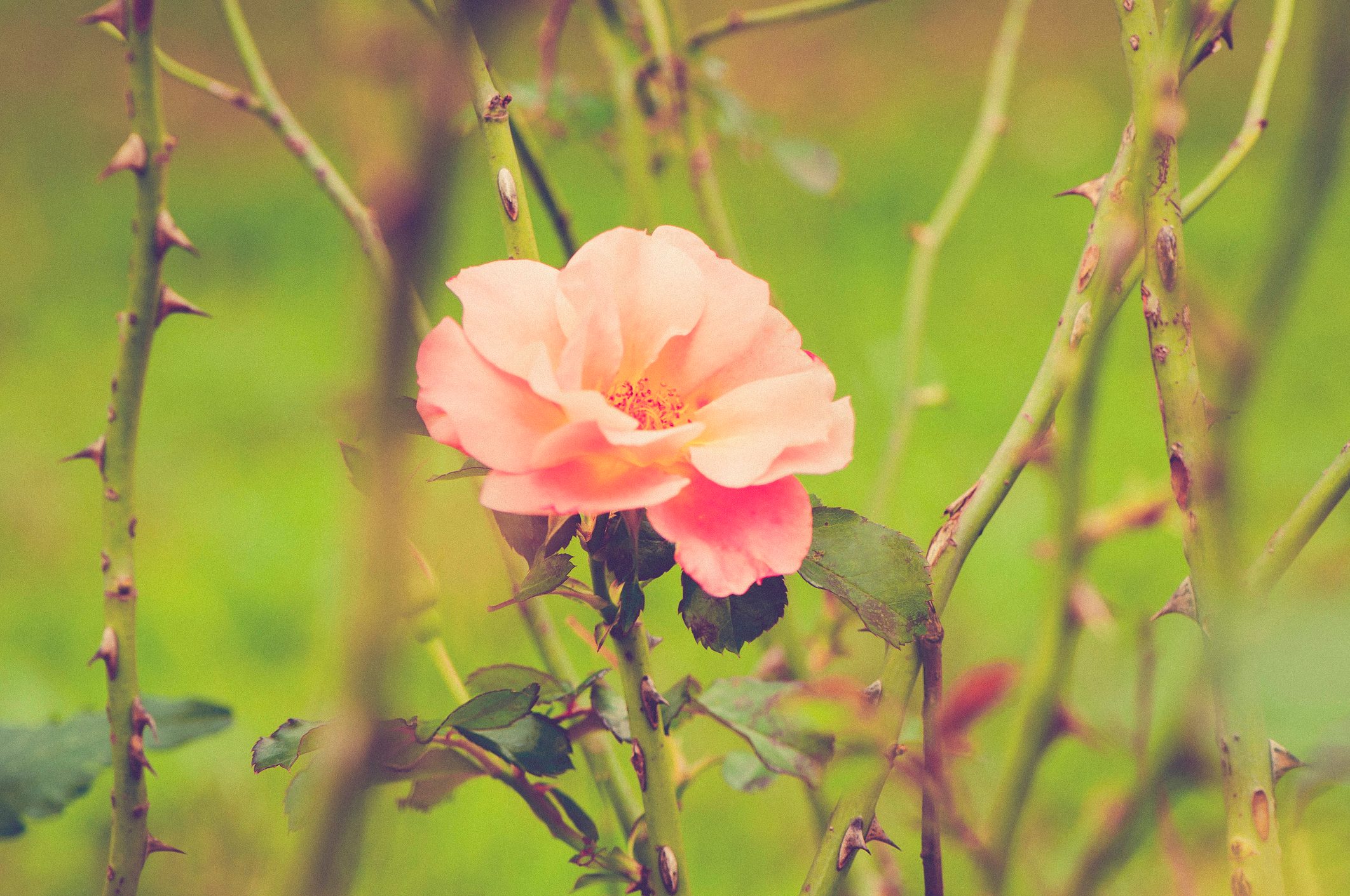 Roses Not Blooming? Here’s What to Do