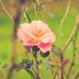 Roses Not Blooming? Here's What to Do