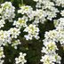 Add Sweet Alyssum to Spring Containers