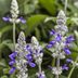 Playin' the Blues Salvia Care and Growing Tips