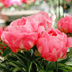 6 Gorgeous Peony Colors to Grow in Your Garden