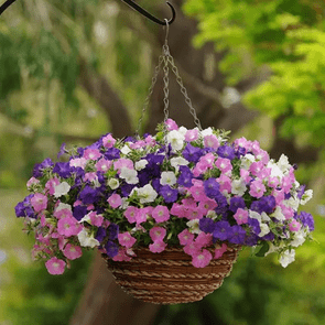 wave petunia basket