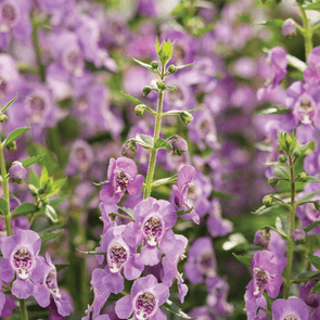 angelonia flowers