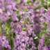 Grow Annual Angelonia Flowers for Pollinators