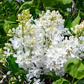 New Age White Lilac