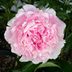 Grow a Sarah Bernhardt Peony for Garden Star Power